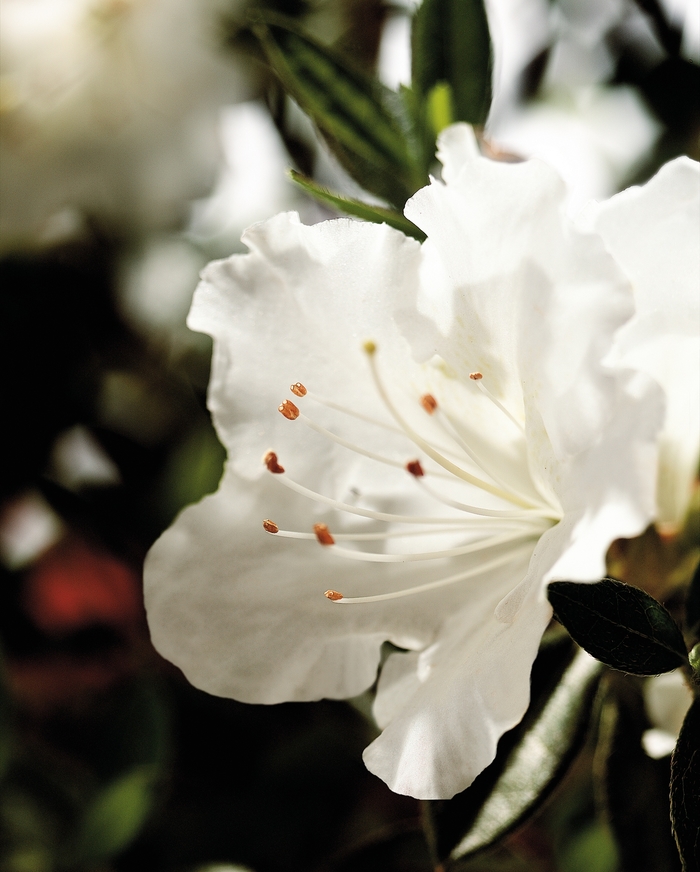Encore&reg; 'Autumn Angel&reg;' - Rhododendron (Azalea) from Paradise Acres Garden Center