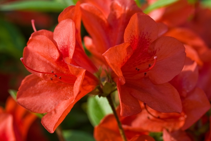 Encore&reg; 'Autumn Bravo&reg'' - Rhododendron (Azalea) from Paradise Acres Garden Center