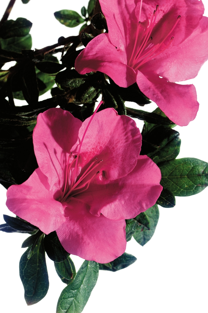 Encore&reg; 'Autumn Carnival&reg;' - Rhododendron (Azalea) from Paradise Acres Garden Center