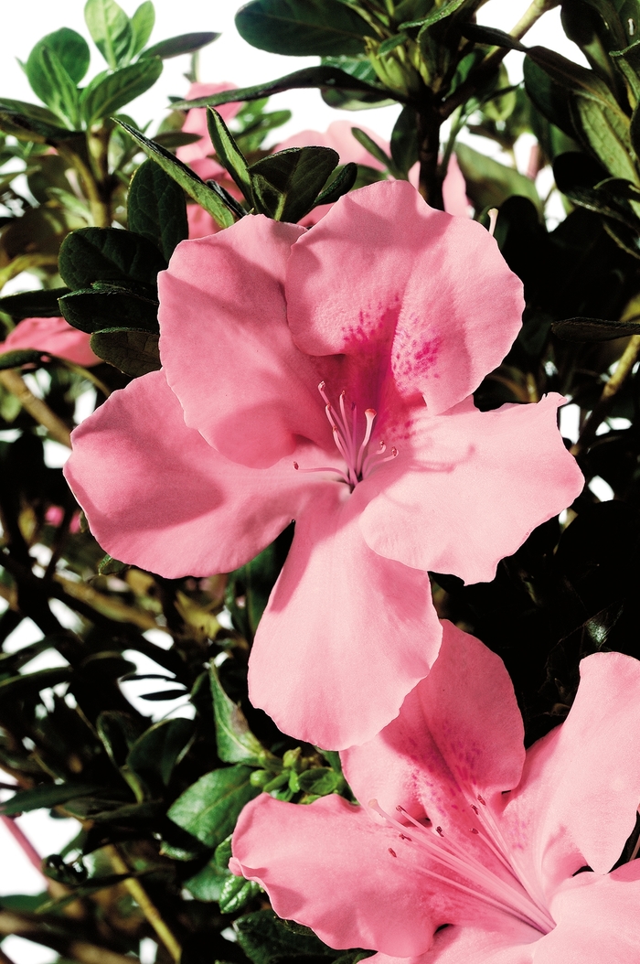 Encore&reg; 'Autumn Debutante&reg;' - Rhododendron (Azalea) from Paradise Acres Garden Center