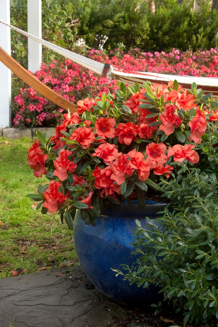 Encore&reg; 'Autumn Embers&trade;' - Rhododendron (Azalea) from Paradise Acres Garden Center