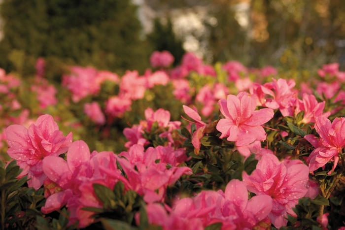 Encore&reg; 'Autumn Empress&trade;' - Rhododendron (Azalea) from Paradise Acres Garden Center