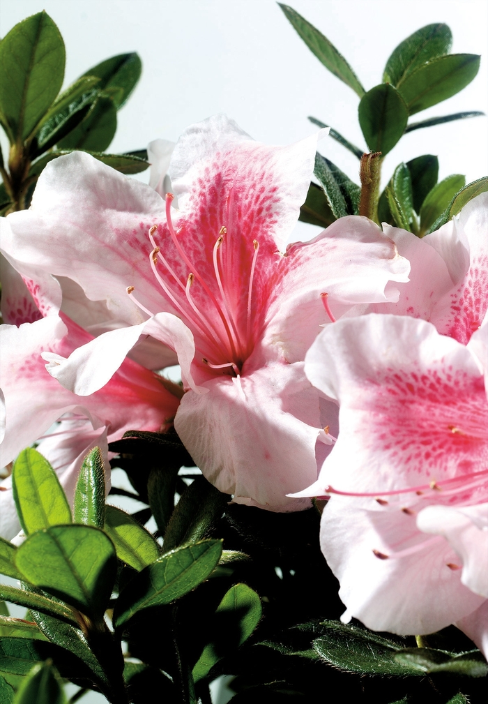 Encore&reg; 'Autumn Chiffon&trade;' - Rhododendron (Azalea) from Paradise Acres Garden Center