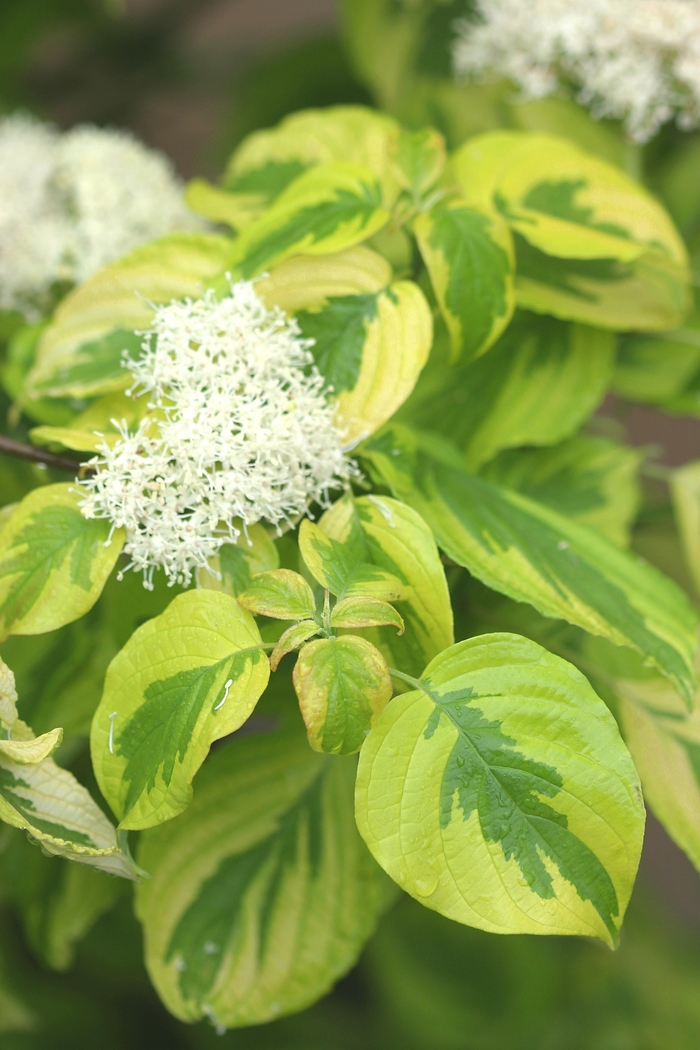 Golden Shadows&reg; Pagoda Dogwood - Cornus alternifolia from Paradise Acres Garden Center