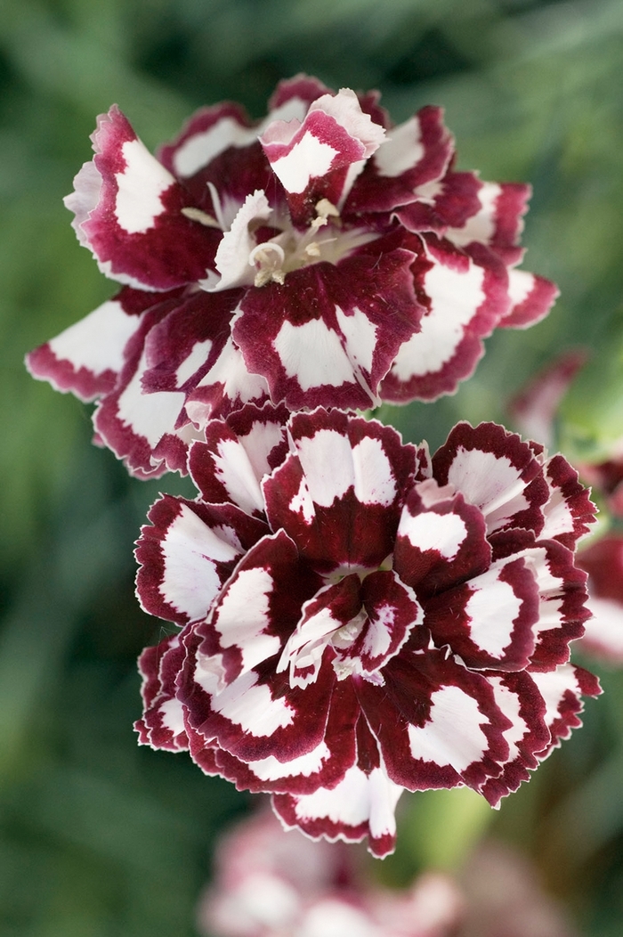 Fruit Punch&reg; 'Coconut Punch' - Dianthus (Pinks) from Paradise Acres Garden Center