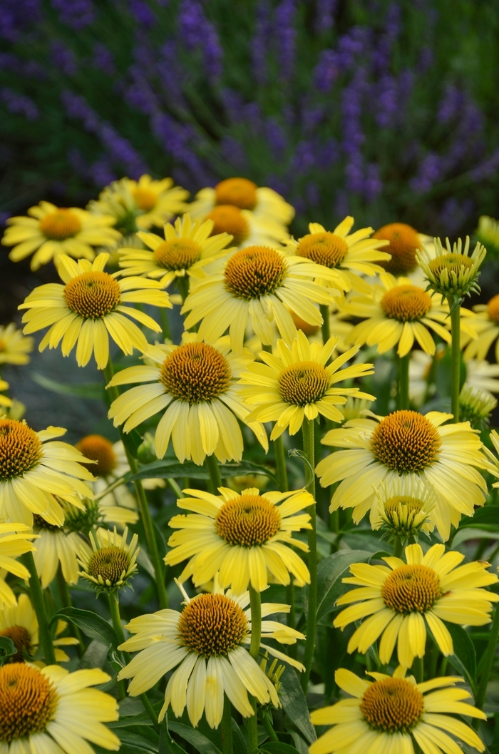 Butterfly 'Cleopatra' - Echinacea (Coneflower) from Paradise Acres Garden Center