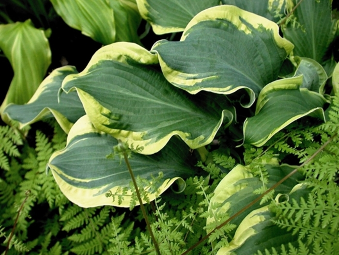 Shadowland&reg; 'Wheee!' - Hosta (Hosta, Plantain Lily) from Paradise Acres Garden Center