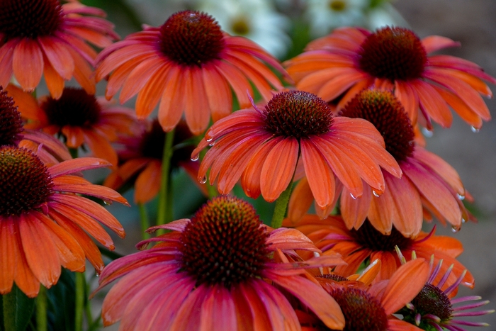 Color Coded&trade; 'Orange You Awesome' - Echinacea (Coneflower) from Paradise Acres Garden Center