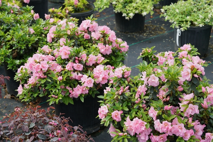 Perfecto Mundo&reg; 'Double Pink' - Rhododendron (Reblooming Azalea) from Paradise Acres Garden Center