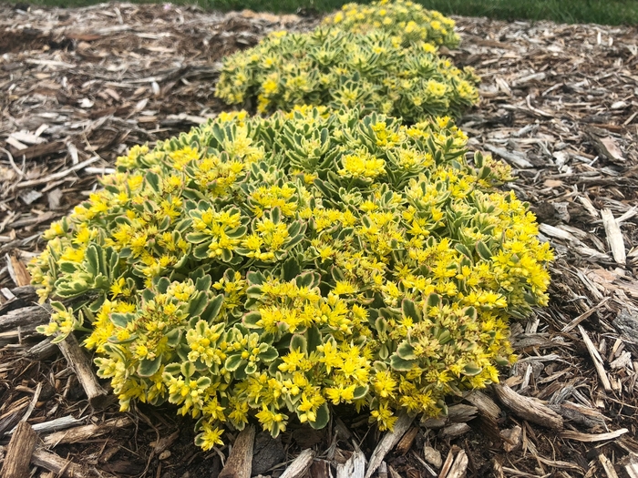 Rock 'N Grow&reg; 'Boogie Woogie' - Sedum (Stonecrop) from Paradise Acres Garden Center