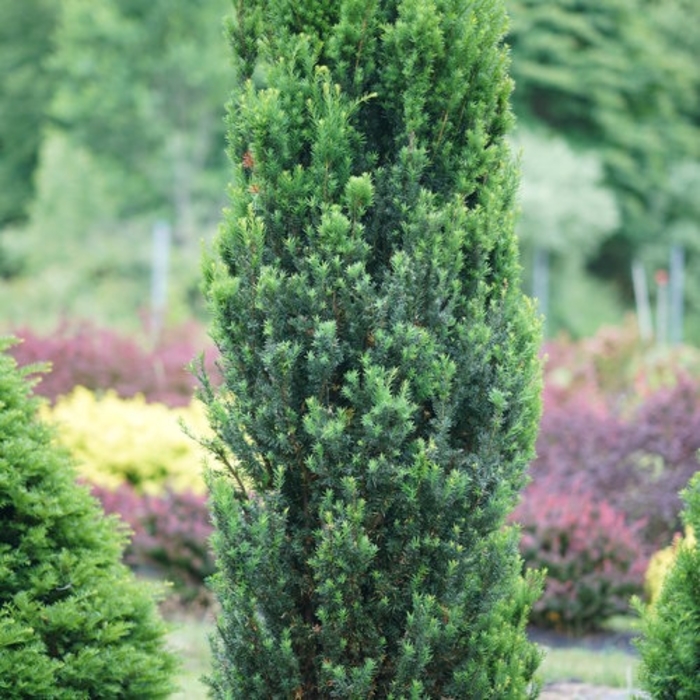 Yew - Taxus x media from Paradise Acres Garden Center