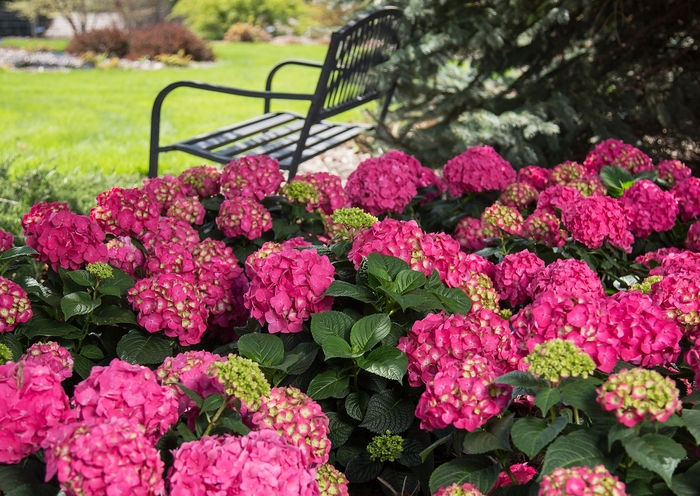Summer Crush&reg; - Bigleaf Hydrangea from Paradise Acres Garden Center