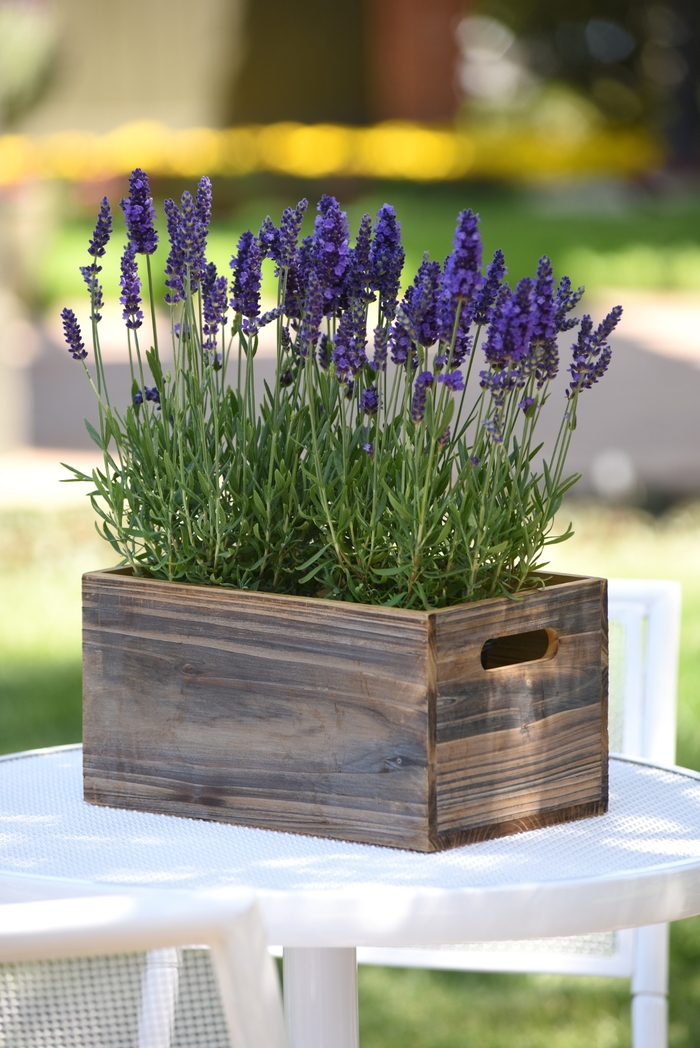'Blue Spear' English Lavender - Lavandula angustifolia from Paradise Acres Garden Center