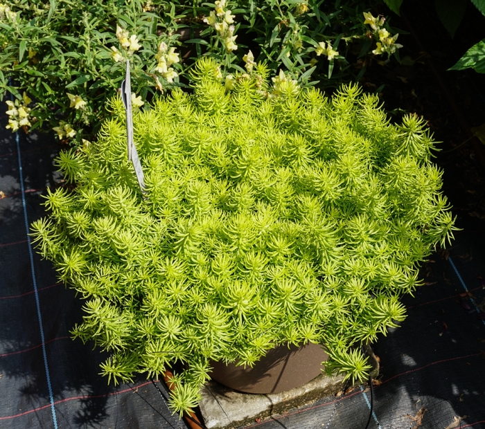 'Prima Angelina' - Sedum rupestre from Paradise Acres Garden Center