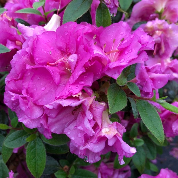 Perfecto Mundo&reg; 'Double Purple' - Rhododendron (Reblooming Azalea) from Paradise Acres Garden Center