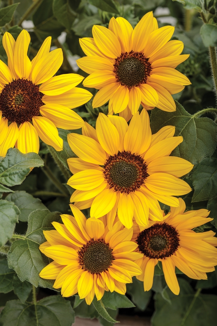 Suncredible&reg; 'Yellow' - Helianthus (Sunflower) from Paradise Acres Garden Center