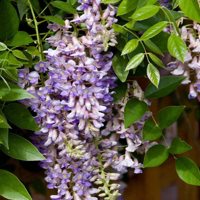 Summer Cascade&trade; - Wisteria macrostachya from Paradise Acres Garden Center