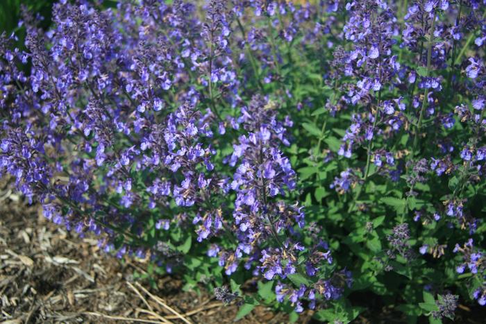 'Junior Walker&trade;' Catmint - Nepeta x faassenii from Paradise Acres Garden Center