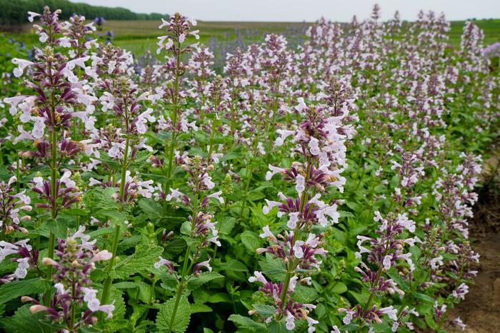 Whispurr&trade; Pink - Nepeta x faassenii from Paradise Acres Garden Center