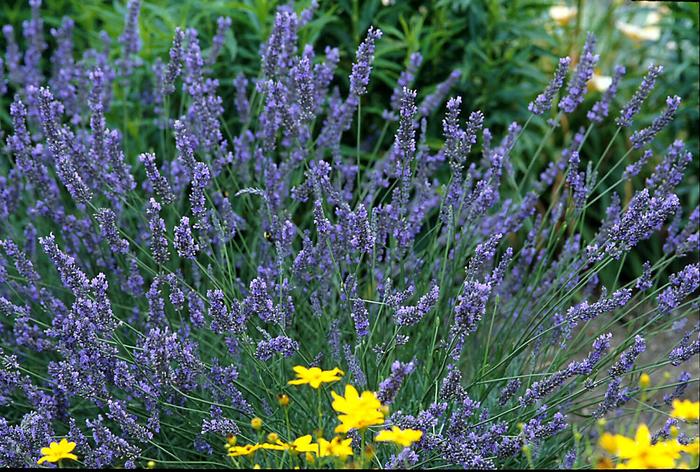''Grosso'' Lavender - Lavandula x intermedia from Paradise Acres Garden Center