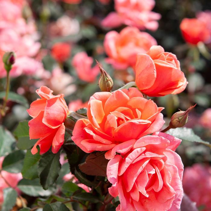 Knock Out&reg; Coral - Rosa (Rose) from Paradise Acres Garden Center
