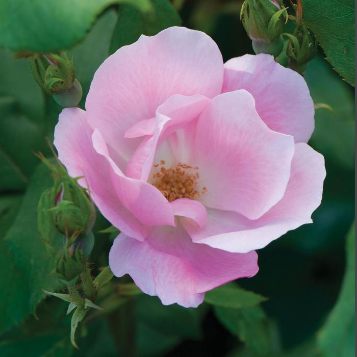 Knock Out&reg; Blushing - Rosa (Shrub Rose) from Paradise Acres Garden Center