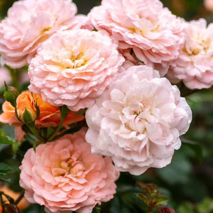 'Apricot Drift&reg;' Rose - Rosa from Paradise Acres Garden Center