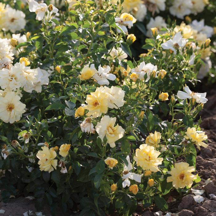 'Lemon Drift&reg;' Rose - Rosa from Paradise Acres Garden Center