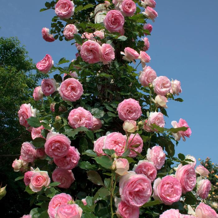 'Eden Climber&reg;' Climbing Rose - Rosa from Paradise Acres Garden Center