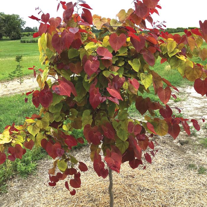 'Flame Thrower&reg;' Redbud - Cercis canadensis from Paradise Acres Garden Center