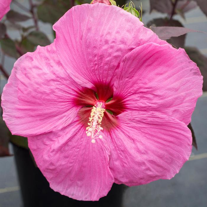 Head Over Heels&reg; 'Passion' - Hibiscus moscheutos (Rose-Mallow) from Paradise Acres Garden Center