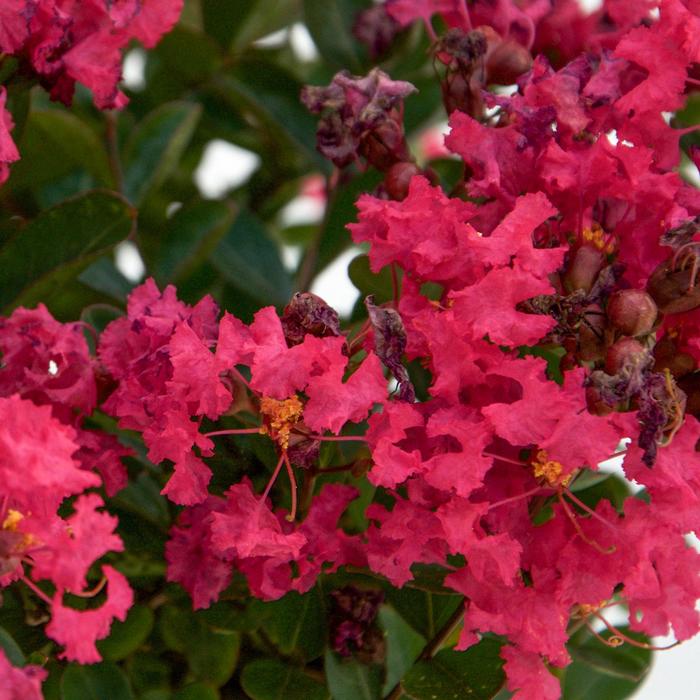 Bellini&reg; Raspberry - Lagerstroemia indica from Paradise Acres Garden Center