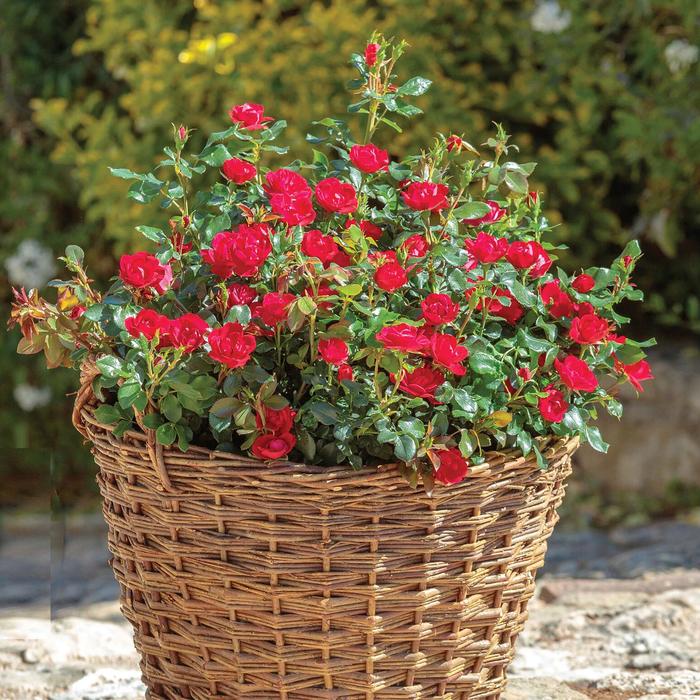 Knock Out&reg; Petite - Rosa 'Radral' from Paradise Acres Garden Center