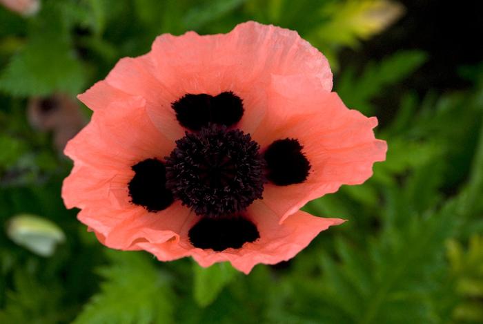 'Queen Alexandra' Poppy-Oriental - Papaver orientale from Paradise Acres Garden Center