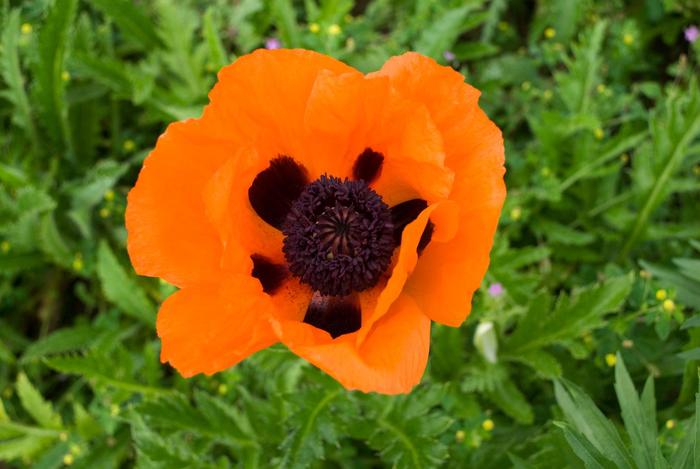 'Prince of Orange' Oriental Poppy - Papaver orientale from Paradise Acres Garden Center