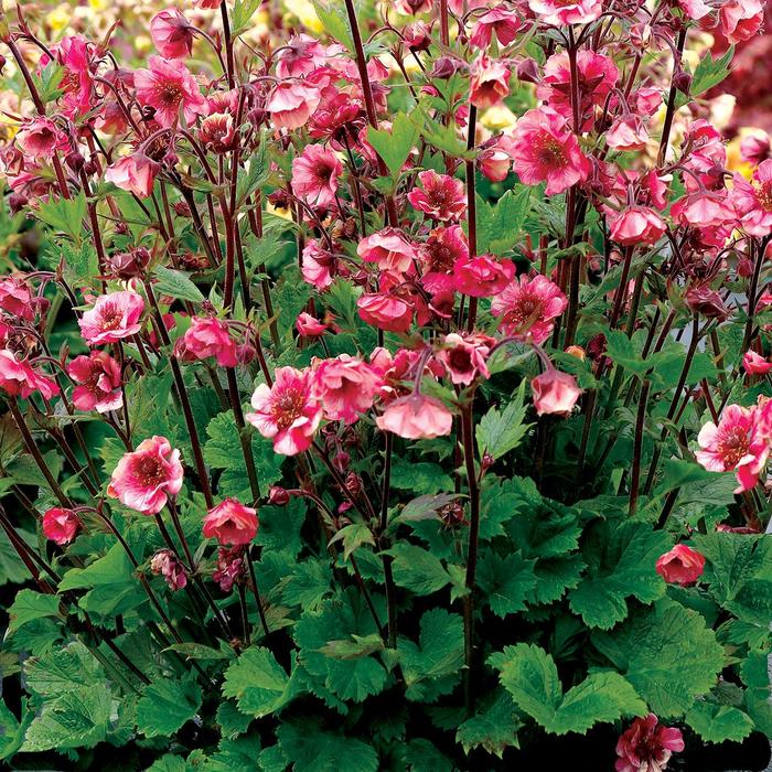 Tempo&trade; 'Rose' - Geum from Paradise Acres Garden Center