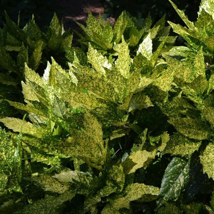 Spotted Laurel - Aucuba japonica from Paradise Acres Garden Center