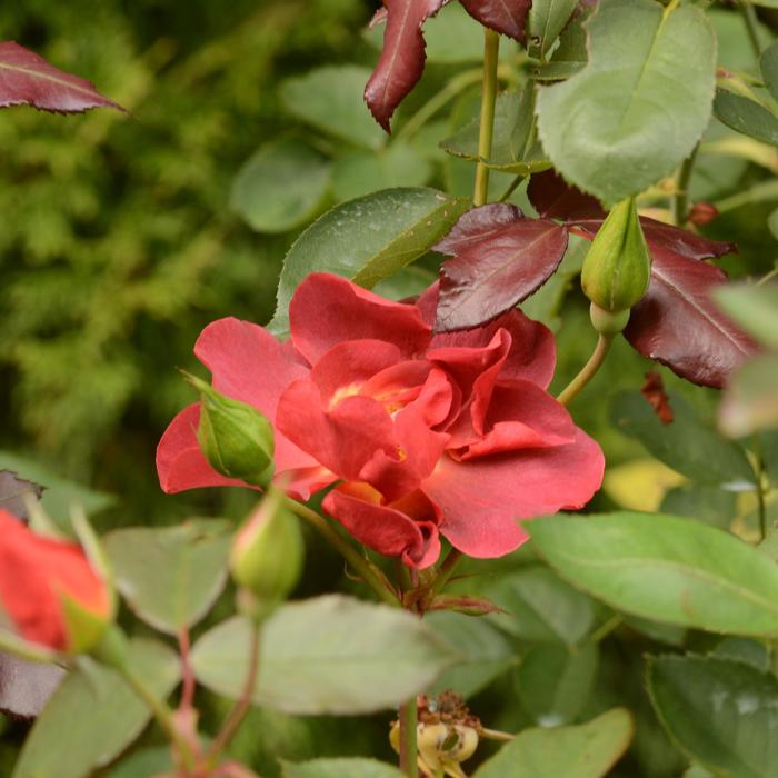 'Cinco de Mayo&trade;' Shrub Rose - Rosa from Paradise Acres Garden Center