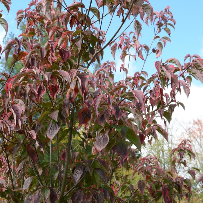 'Celestial Shadow' Flowering Dogwood - Cornus from Paradise Acres Garden Center