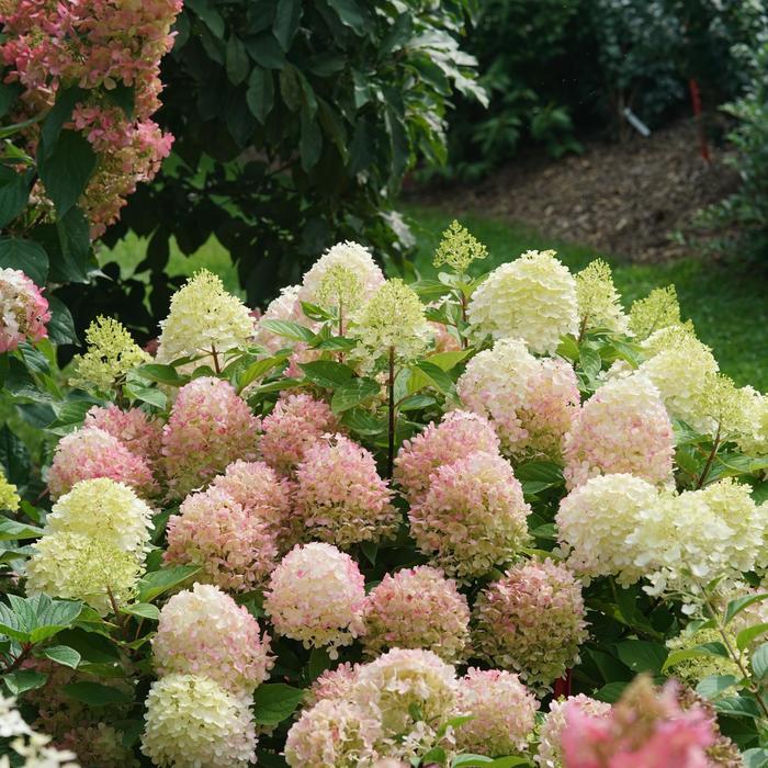 'Fire Light Tidbit&reg;' Panicle Hydrangea - Hydrangea paniculata from Paradise Acres Garden Center