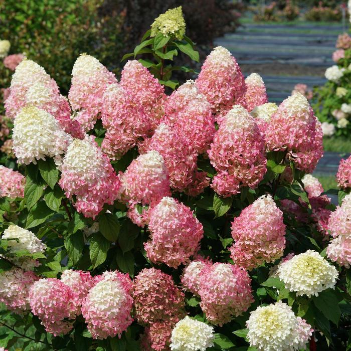 'Quick Fire Fab&reg;' Panicle Hydrangea - Hydrangea paniculata from Paradise Acres Garden Center