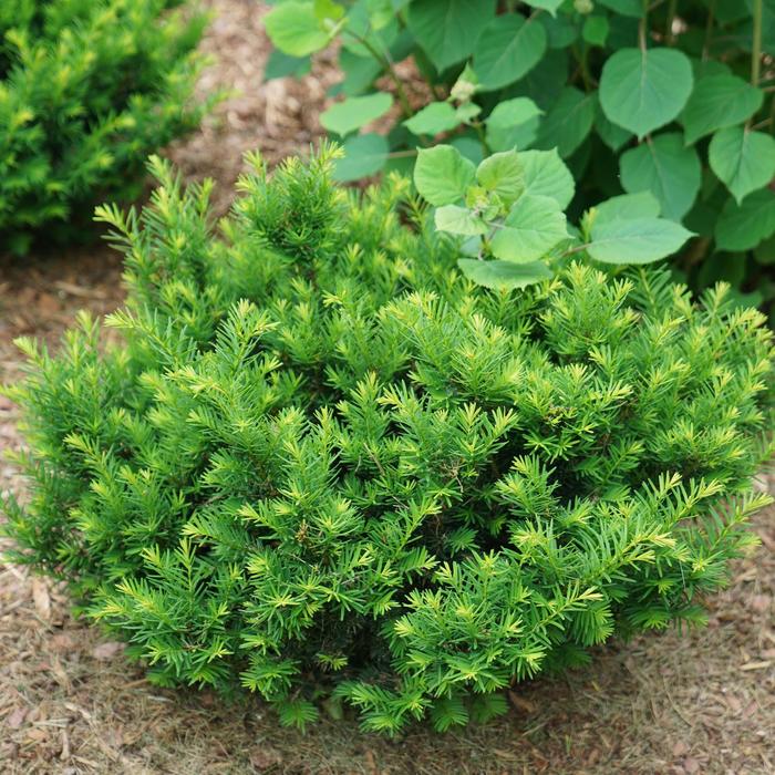Stonehenge Dark Druid&reg; Yew - Taxus x media from Paradise Acres Garden Center