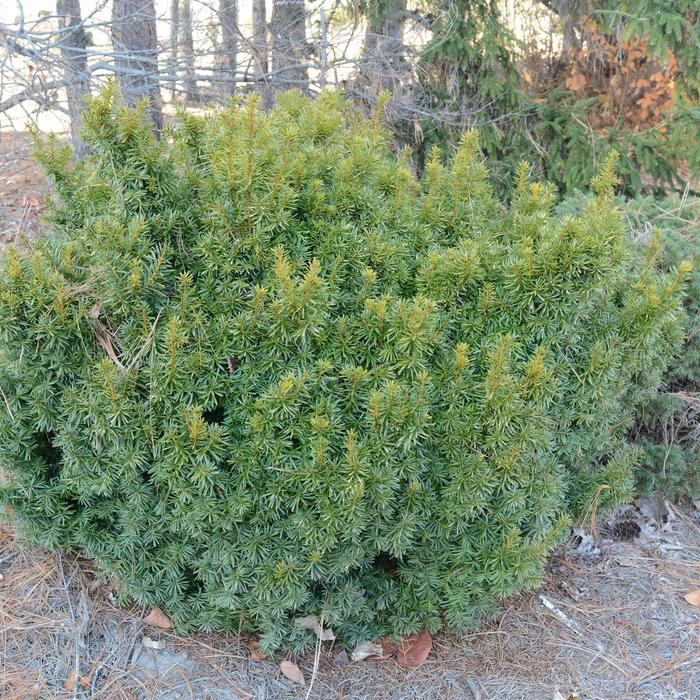 'Dwarf Bright Gold' Yew - Taxus cuspidata from Paradise Acres Garden Center