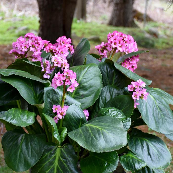 'Miss Piggy' Pig Squeak - Bergenia from Paradise Acres Garden Center
