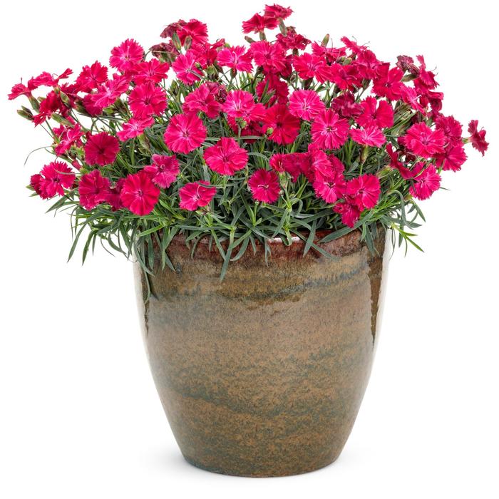 'Paint the Town Red' Pinks - Dianthus from Paradise Acres Garden Center