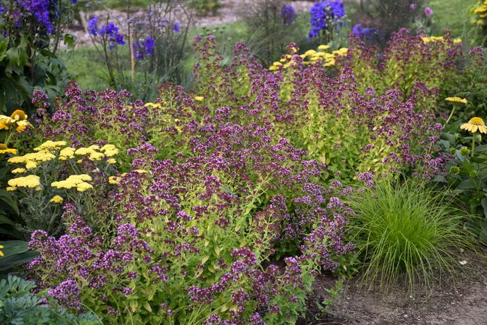 'Drops of Jupiter' Ornamental Oregano - Origanum from Paradise Acres Garden Center