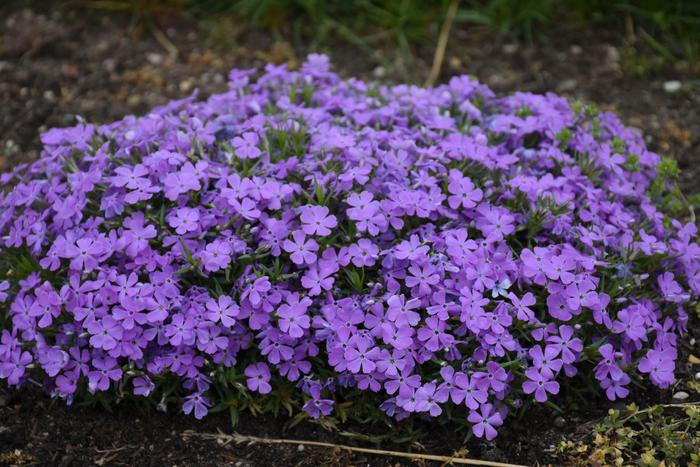 Mountainside&trade; 'Crater Lake' - Phlox (Spring Phlox) from Paradise Acres Garden Center