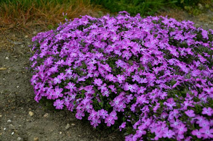 Spring Bling&trade; 'Rose Quartz' - Phlox (Creeping Phlox) from Paradise Acres Garden Center