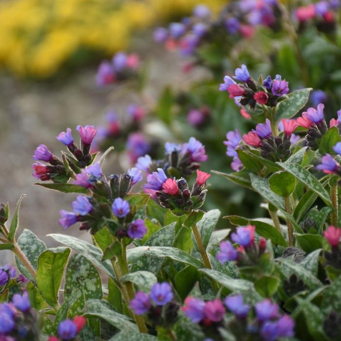 'Spot On' Lungwort - Pulmonaria from Paradise Acres Garden Center