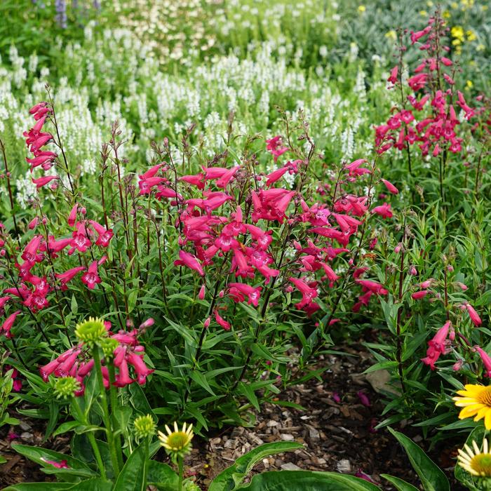 MissionBells&trade; 'Deep Rose' - Penstemon (Beard Tongue) from Paradise Acres Garden Center